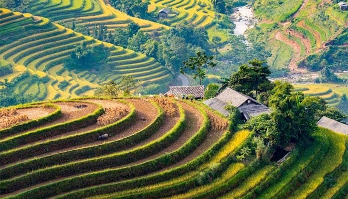 Hoang-su-phi