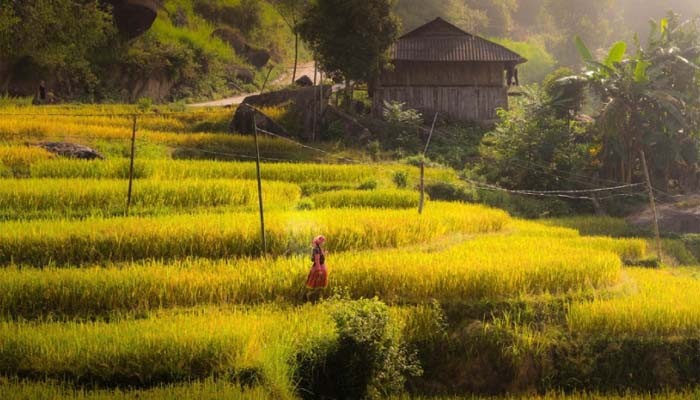 Hoang-su-phi