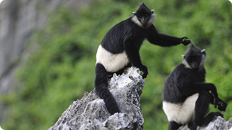 Langures de delacour