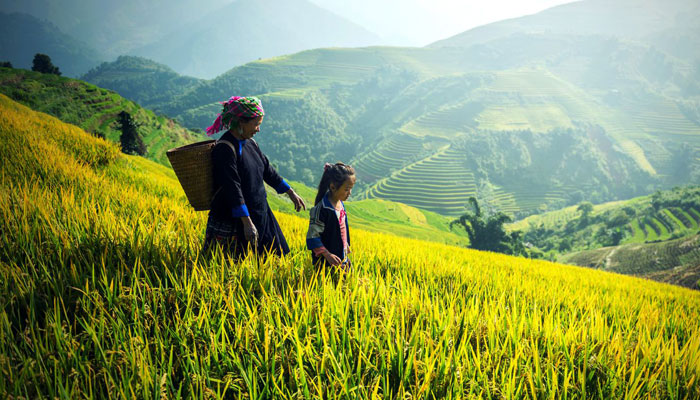Mu Cang Chai Vietnam