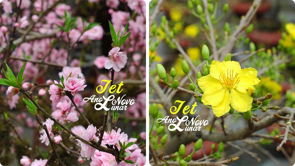 Flores no Tet no Vietnã