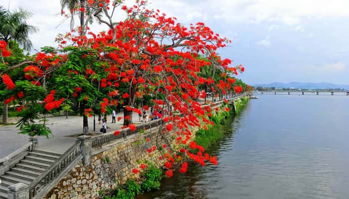 As flores Flamboiã 